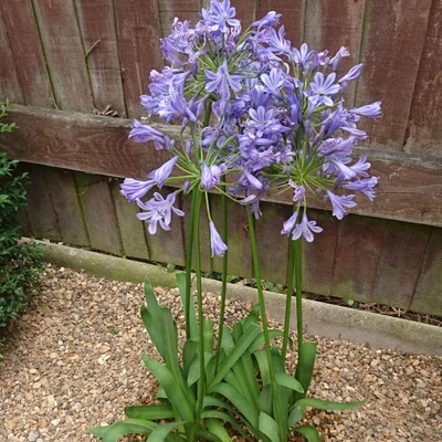 Agapanthus 'Sunfield' – Szerelemvirág