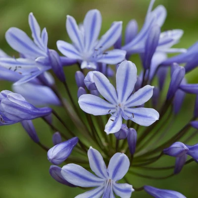 Agapanthus 'Sweet Surprise' – Szerelemvirág