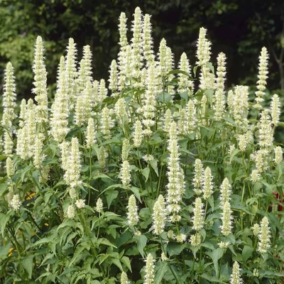 Agastache 'Alba' – Izsópfű