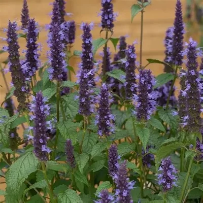 Agastache foeniculum 'Little Adder' – Ánizs izsóp
