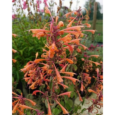 Agastache aurantiaca 'Apricot Sprite' – Narancssárga izsópfű