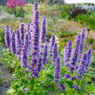 Agastache 'Blue Fortune' – Izsópfű