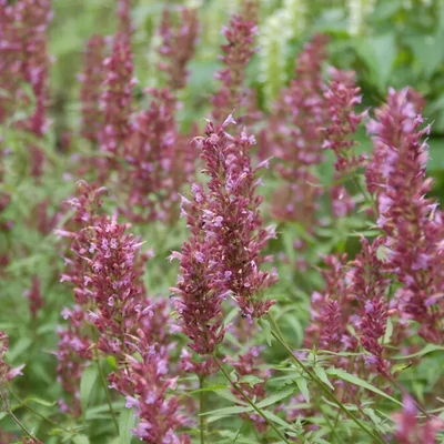 Agastache 'Linda' – Izsópfű