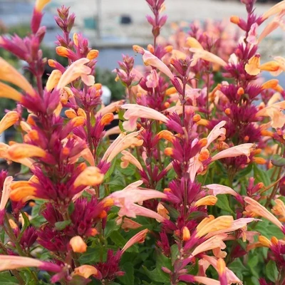 Agastache 'Mango Tango' – Izsópfű