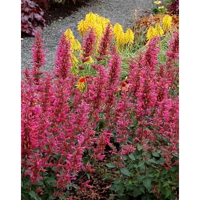 Agastache 'Morello' – Izsópfű