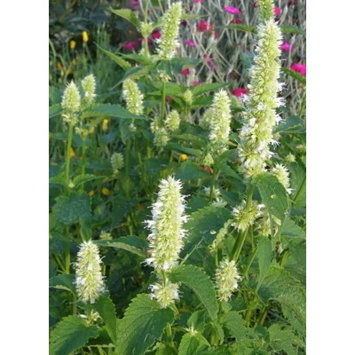 Agastache rugosa 'Alabaster' – Koreai menta