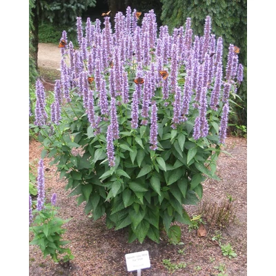 Agastache rugosa 'Blue Fortune' – Koreai menta