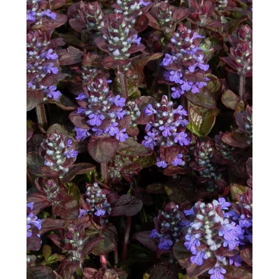 Ajuga reptans 'Atropurpurea' – Indás ínfű