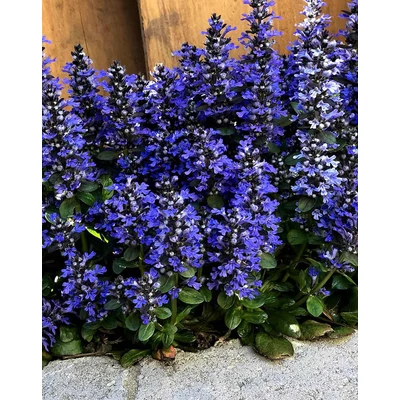 Ajuga reptans 'Blueberry Muffin' – Indás ínfű