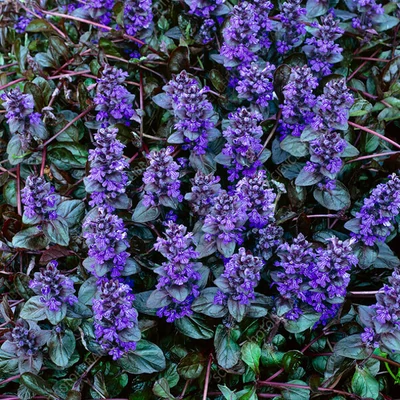 Ajuga reptans 'Braunherz' – Indás ínfű