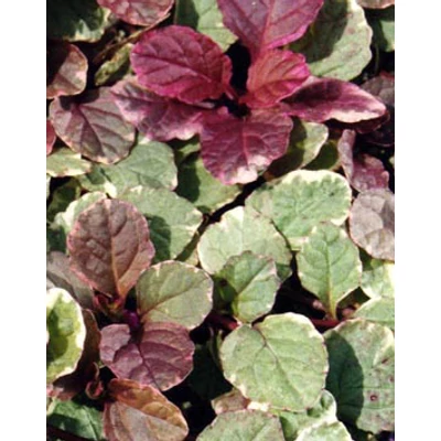 Ajuga reptans 'Burgundy Glow' - Indás ínfű