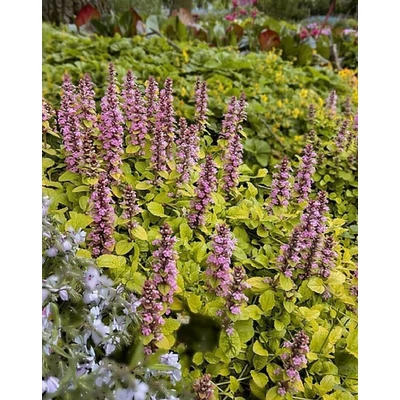 Ajuga reptans 'Gold Chang' – Indás ínfű