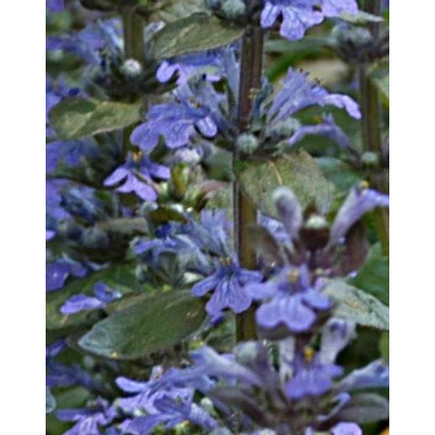 Ajuga reptans 'Mid Blue' - Liláskék virágú indás ínfű