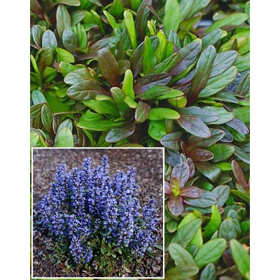 Ajuga reptans 'Mini Mahagony' – Indás ínfű
