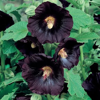 Alcea rosea var. nigra - Fekete mályva, festőmályva