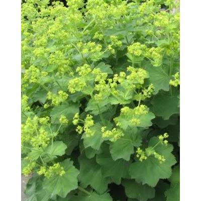 Alchemilla mollis - Lágyszőrű palástfű