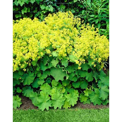 Alchemilla mollis 'Robustica' – Lágyszőrű palástfű