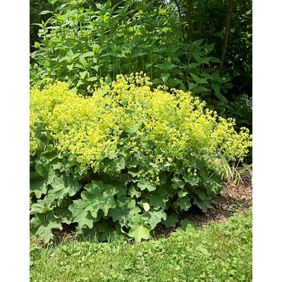 Alchemilla mollis 'Select' – Lágyszőrű palástfű