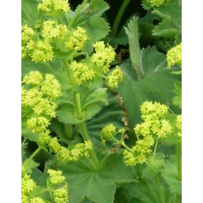 Alchemilla vulgaris – Réti palástfű