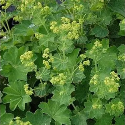 Alchemilla xantochlora – Réti palástfű