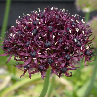Allium atropurpureum – Bíborfekete díszhagyma