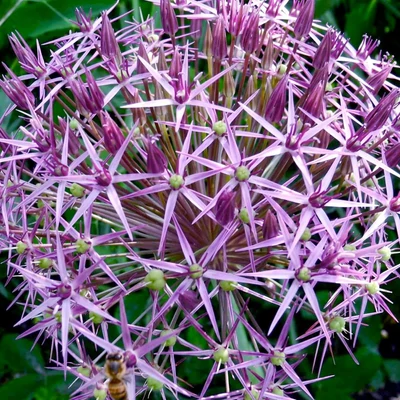 Allium chrystophii – Léggömbhagyma