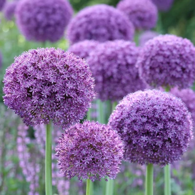 Allium 'Gladiator' – Díszhagyma