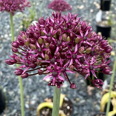 Allium 'Miami' – Díszhagyma