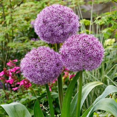 Allium 'Party Balloons' – Díszhagyma