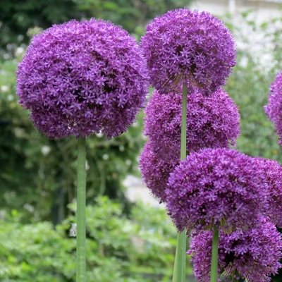 Allium 'Ambassador' – Díszhagyma