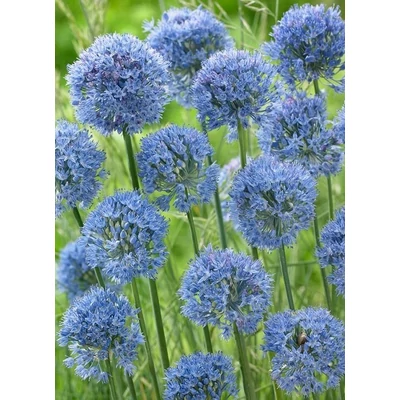 Allium caeruleum – Azúrkék díszhagyma