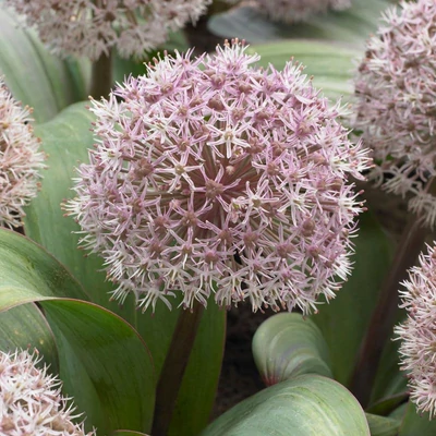 Allium karataviense – Kéknyelvű hagyma