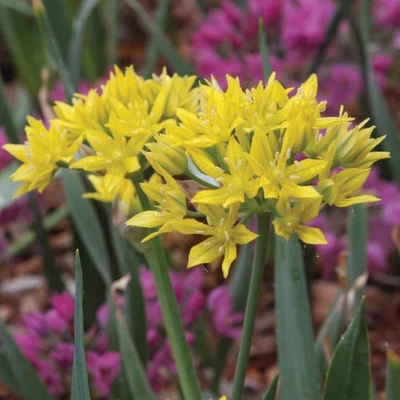 Allium moly 'Jeannine' – Aranysárga díszhagyma
