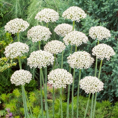 Allium nigrum – Fekete fokhagyma