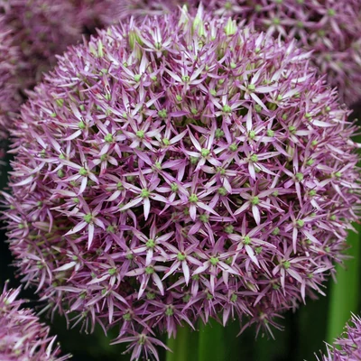 Allium 'Pinball Wizard' – Díszhagyma