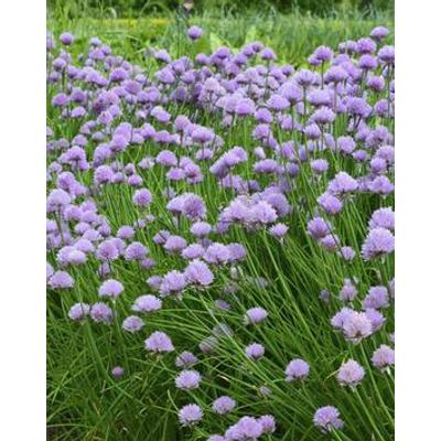 Allium schoenoprasum - Metélőhagyma
