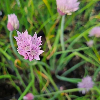 Allium schoenoprasum 'Polyvert' – Metélőhagyma