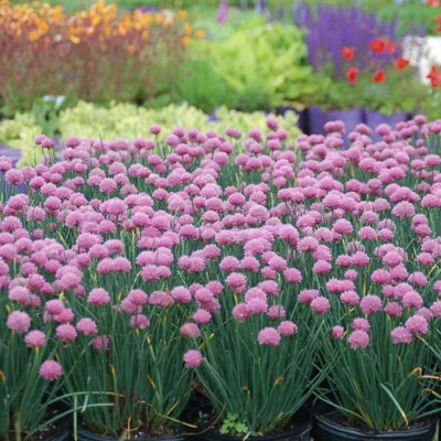 Allium schoenoprasum 'Rising Star' – Metélőhagyma