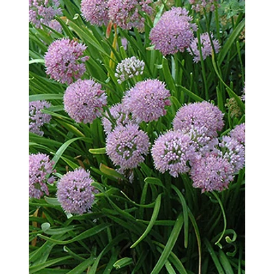 Allium senescens - Díszhagyma