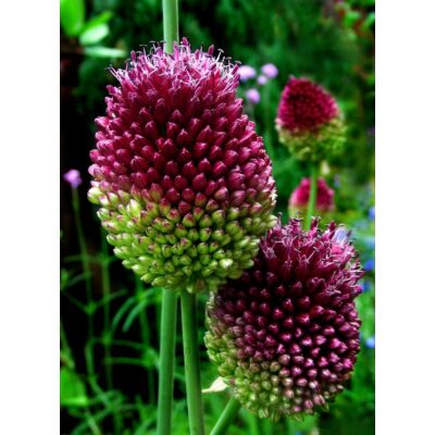 Allium sphaerocephalon - Bunkós díszhagyma