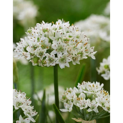 Allium tuberosum 'Cliffs of Dover' – Kínai metélőhagyma