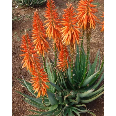 Aloe 'Safari Sunrise' – Aloé