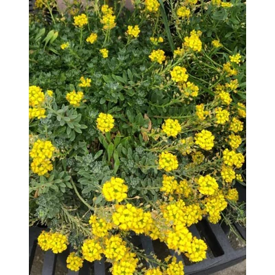 Alyssum wulfenianum 'Golden Spring' – Wulfen-ternye
