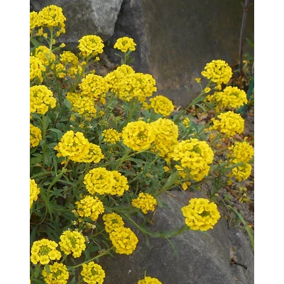 Alyssum wulfenianum – Wulfen-ternye