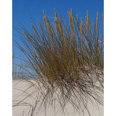 Ammophila breviligulata – Amerikai homoknád, amerikai buckafű