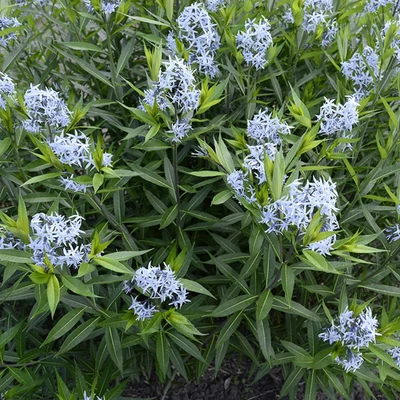 Amsonia hubrichtii – Arkansasi csillagmeténg