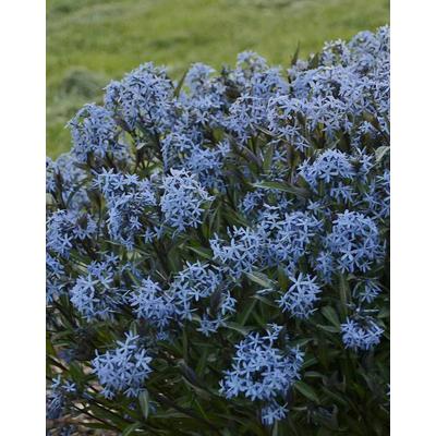 Amsonia tabernaemontana var. salicifolia – Fűzlevelű csillagmeténg