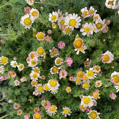 Anacyclus pyrethrum depressus - Hamvas törpemargitvirág