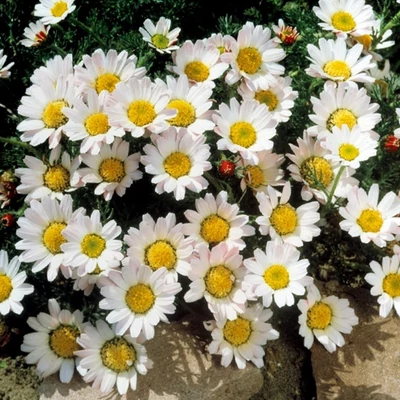 Anacyclus pyrethrum depressus 'Silberkissen' – Hamvas törpemargitvirág