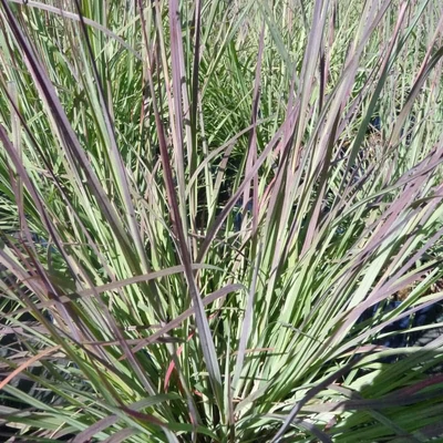 Andropogon scoparius 'Blue Heaven'® – Fenyérfű